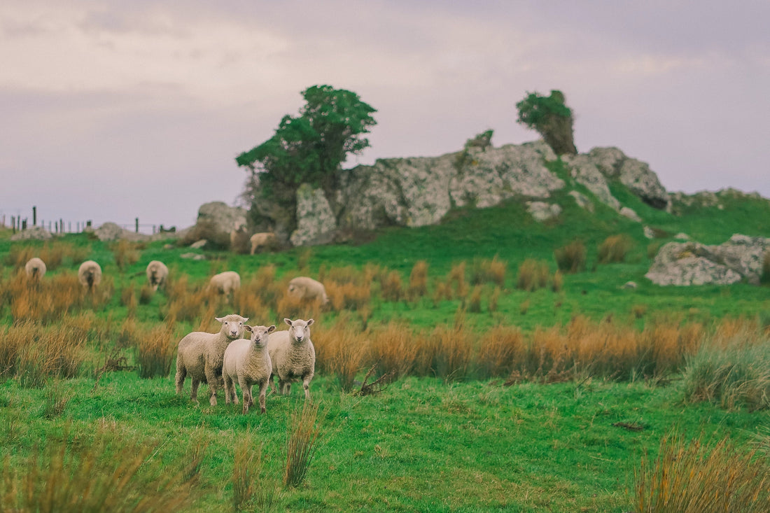 Flock of sheep grazing on hillside - Jesus Christ the Good Shepherd caring for His sheep - John 10 Ezekiel 34