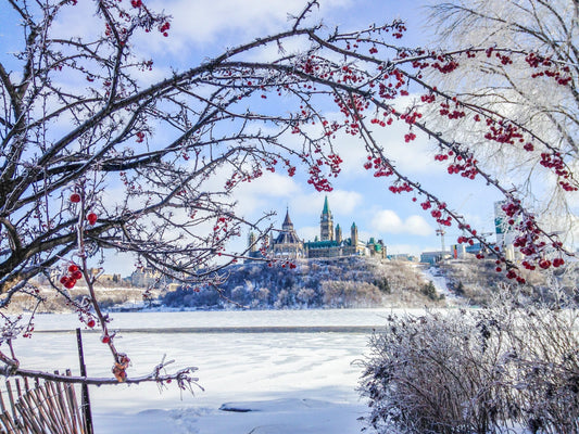 Ice-coated branches - symbolizing the beauty of transformation and new creation in Christ