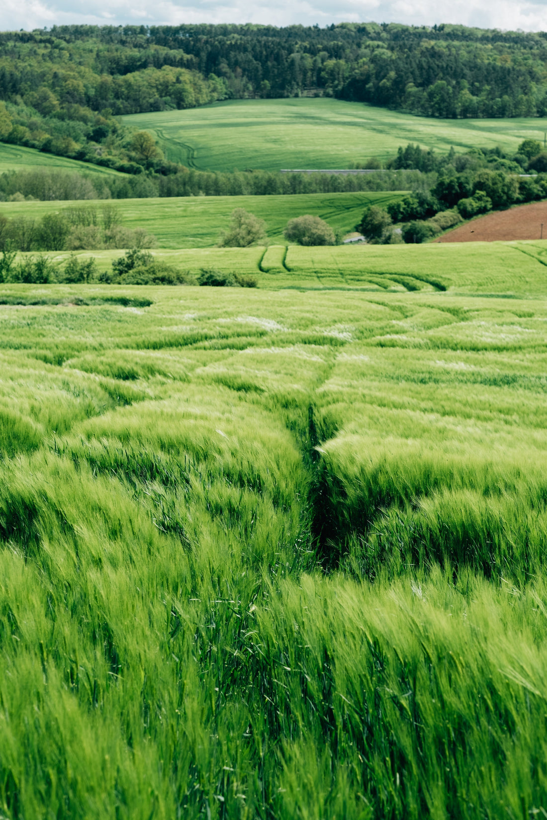 Lush green hillside representing God's everlasting covenant and the abundant life promised in Isaiah 55