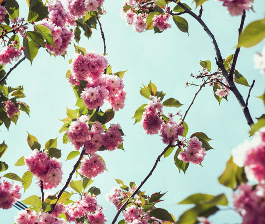 Cherry blossoms symbolizing new life and the glory to be revealed in Romans 8:18-25