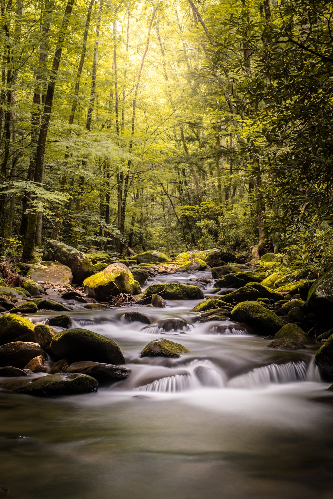 Green forest with mossy river representing faith and God's promises - Habakkuk 2:2-3 write the vision