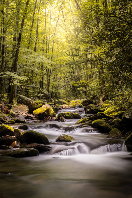 Green forest with mossy river representing faith and God's promises - Habakkuk 2:2-3 write the vision