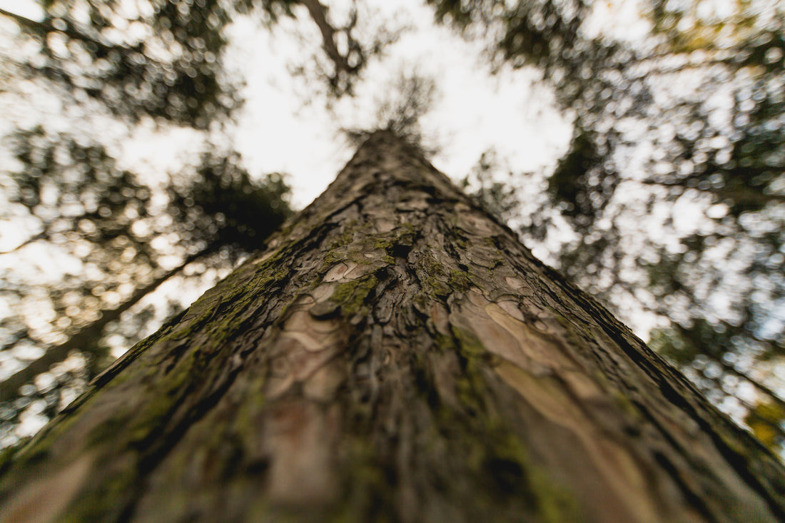 Tree trunk symbolizing strength and faithfulness - Zephaniah 3 biblical study on God's promises
